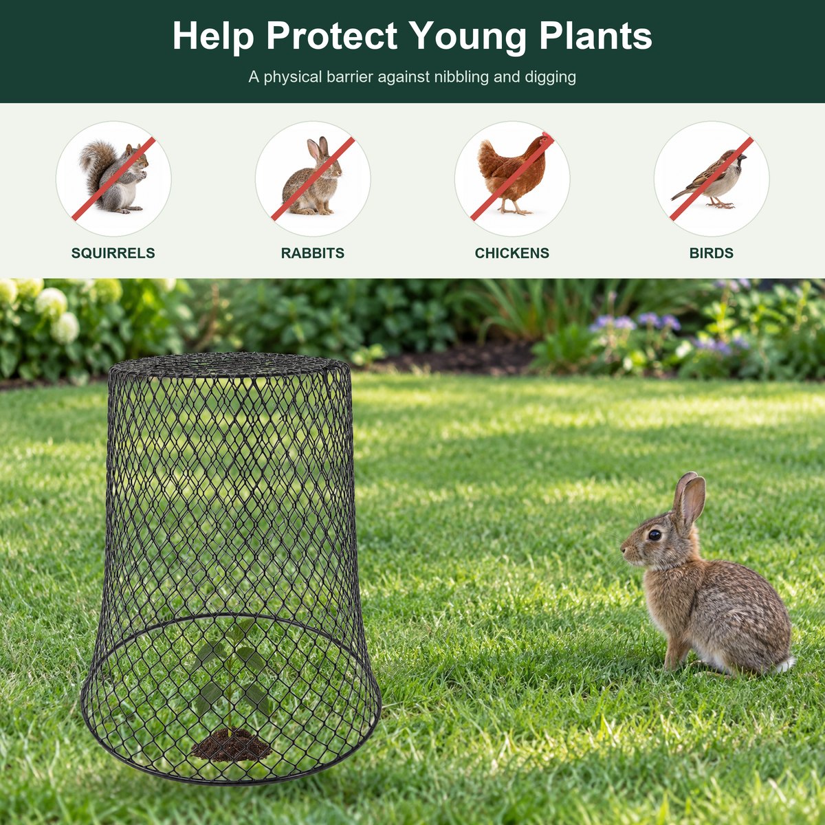 Helps protect young plants from squirrels, rabbits, chickens, and birds &mdash; a physical barrier against nibbling and digging
