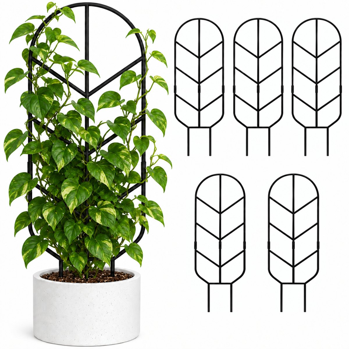 Six-pack set: one trellis with pothos in a white pot plus five trellises